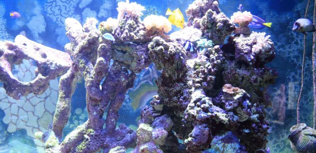 Miami Seaquarium, el privilegio de disfrutar de cerca la vida marina