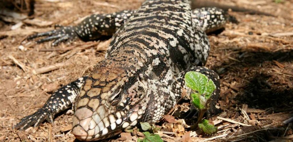 Reptiles al alcance de tus manos en Everglades Holiday Park