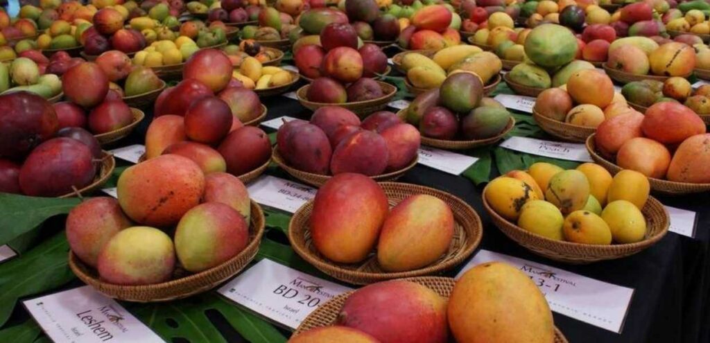 Llega a Miami el Festival Internacional del Mango