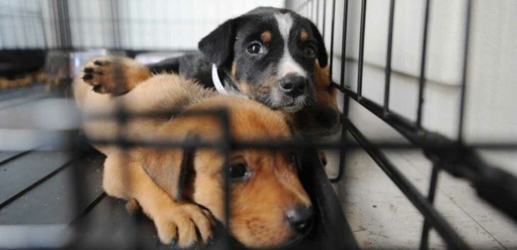 Refugio para animales en Miami evita la eutanasia ante la sobrepoblación